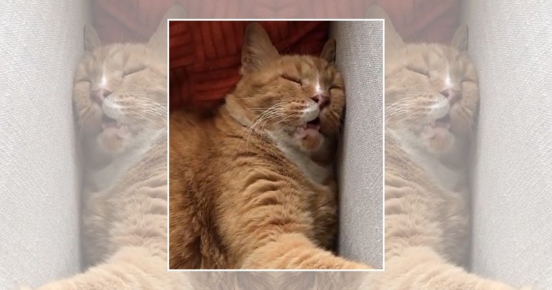 wholesome cats adorable cats sleeping cats cat pictures Cats - 46082565