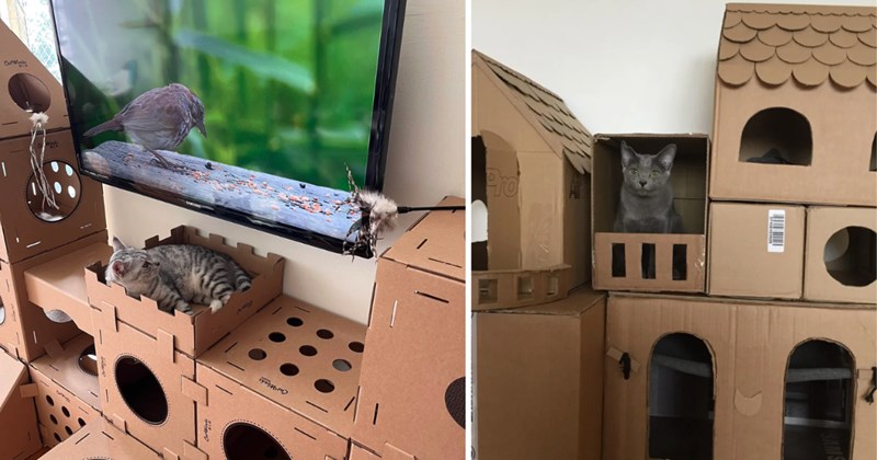 pictures of cats | thumbnail includes two pictures of cats