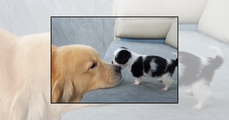 fluffy dogs cute dogs wholesome dog dog pictures wholesome animals wholesome puppies puppy pictures family dog puppy love Doggos - 46092549
