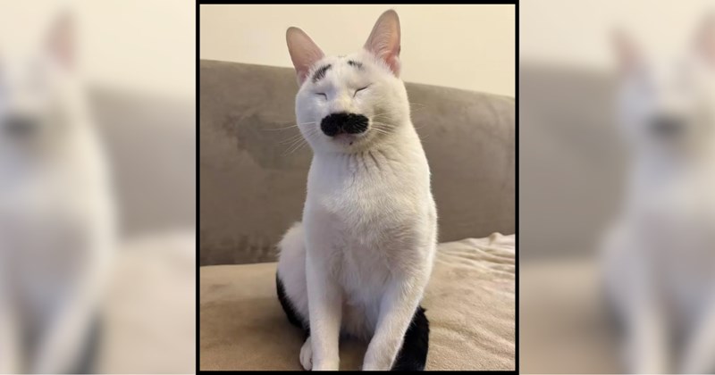 Cats with facial hair and comments | Thumbnail includes one picture of a black and white cat with a giant "mustache"
