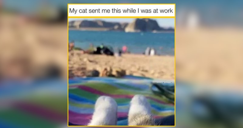 26 Sunny Cats Soaking Up Every Golden Sunbeam