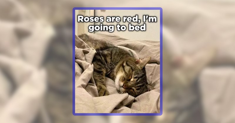 30 cat memes | thumbnail includes one meme including 'Roses are red, I'm going to bed'