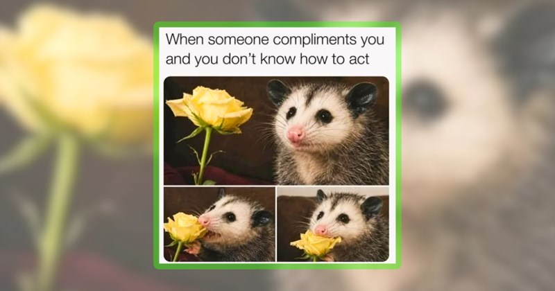 24 animal memes | thumbnail includes one meme including 'When someone compliments you and you don't know how to act'