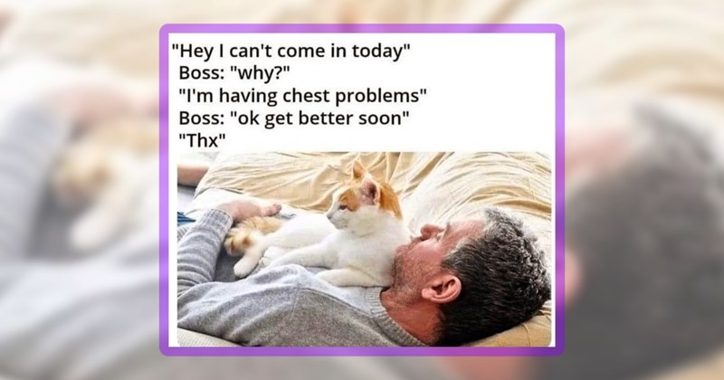 26 cat memes | thumbnail includes one meme including '"Hey I can't come in today" Boss: "why?" "I'm having chest problems" Boss: "ok get better soon" "Thx"'