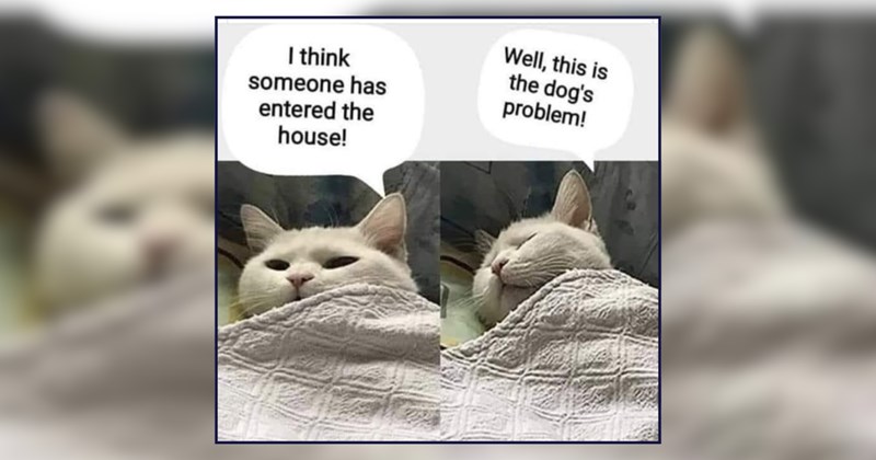 A Good Night's Kiss of Cat Memes to Whisk You Off to Weekend Dreamland