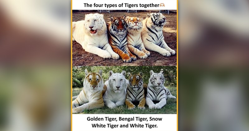 funny and wholesome cat memes | thumbnail includes one meme of four tiger in different colors sitting next to each other 'The four types of Tigers together Golden Tiger, Bengal Tiger, Snow White Tiger and White Tiger.'