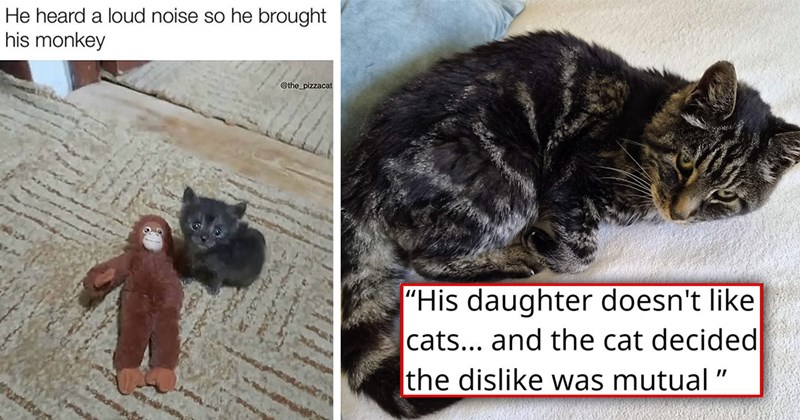 The best tweets memes and stories from ICanHasCheezbuger this week | thumbnail includes one picture of a fluffy cute cat 'His daughter doesn't like cats... and the cat decided the dislike was mutual' and a meme of a kitten holding a monkey toy 'He heard a loud noise so he brought his monkey @the_pizzacat'