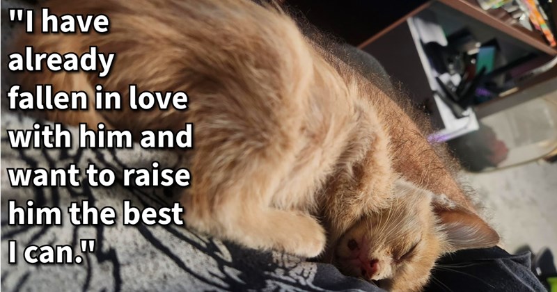 5 week old kitten found abandoned and hungry cat lover’s yard gets loving furever home with endless treats after cat mom never returned collect him, rescuer says: ‘He spent basically 48 hours clinging me when he wasn't eating’ | thumbnail includes one image which shows a sleeping orange kitten lying on bed ‘“I have already fallen in love with him and want to raise him the best I can.”’