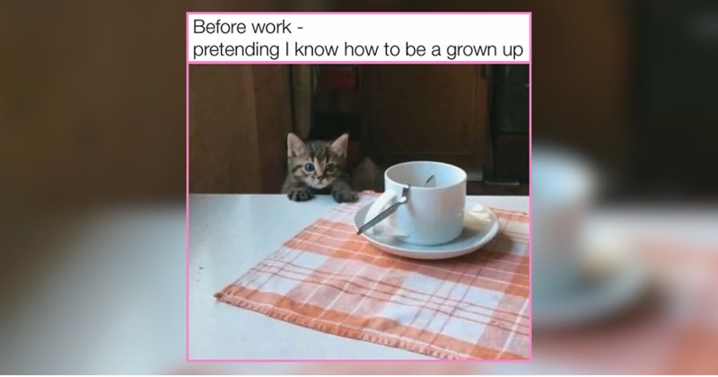 30 Kittens and Cats Purrfect For a Caturday Meowning Cup of Tea 
