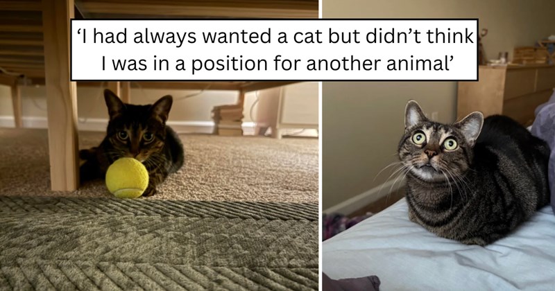 24 pictures of cats and text | thumbnail includes two pictures of a cat and one picture of text including '‘I had always wanted a cat but didn’t think I was in a position for another animal’' 