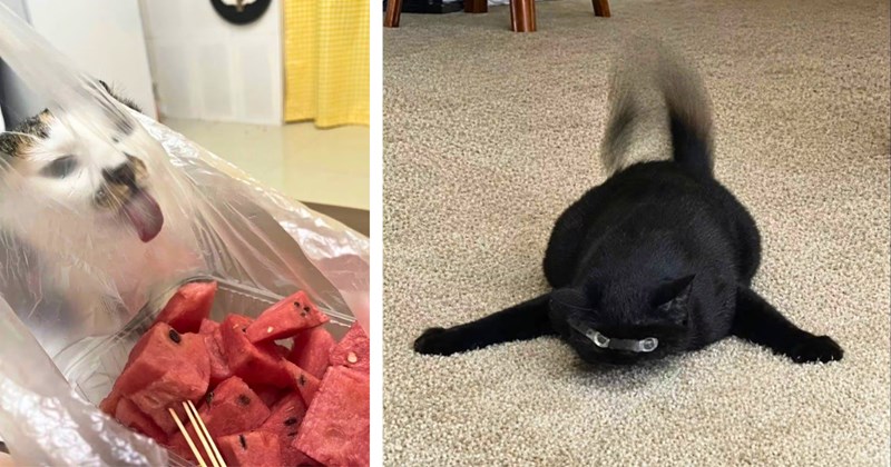 30 cat pictures | thumbanil includes two pictures of cats