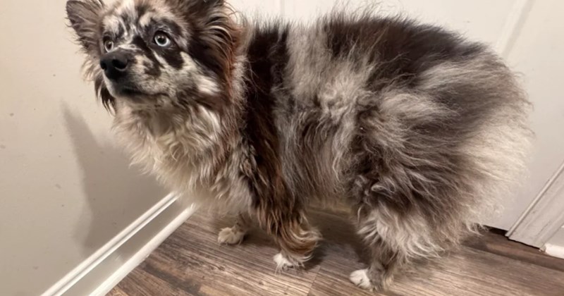 Couple buys a "Mini Aussie," then starts wondering what breed their dog really is