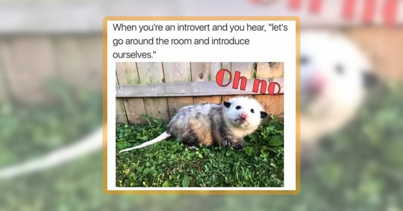 27 animal memes | thumbnail includes one meme including 'When you're an introvert and you hear, "let's go around the room and introduce ourselves." Oh no'
