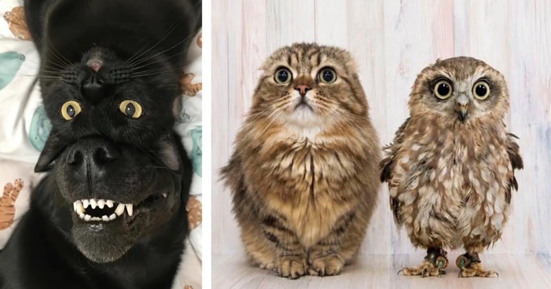 36 pictures of wholesome animals | Thumbnail includes one picture of a black dog and cat, and one picture of a cat and owl