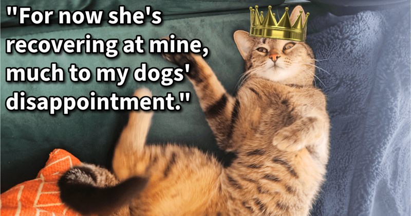 Abandoned cat saved 2nd round pregnancy by cat lover who spayed, spoiled put her up for adoption, giving her indoor purricness transformation ahead joining her new family, says: ‘They have fallen in love with her will adopt her.’ | thumbnail includes one image which shows a tan colored tabby cat lying on back on couch legs flailing with gold crown on head ‘“For now she’s recovering at mine much to my dogs’ disappointment.”’