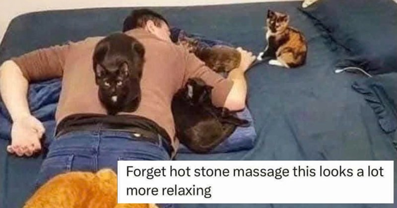 30 Meowlarious Cat Memes fur Flufftastic Finish Your Work Week | thumbnail includes one image which shows a man lying face down on bed with cats all over him and around him ‘Forget hot stone massage this looks a lot more relaxing’