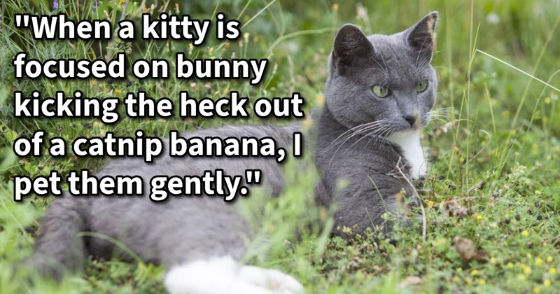 12 Tricks Push Past Your Feral Feline’s Touch Barrier Gain Cuddly Cat Child | thumbnail includes one image which shows a gray and white cat lying in a field ‘“When a kitty is focused on bunny kicking the heck out of a catnip banana, I pet them gently."'