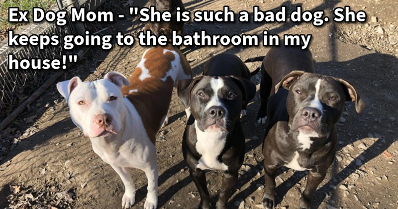 Puppy abandoned by neglectful neighbor who tied it dog mom’s fence given loving home 5 canine siblings after months forced potty indoors, rescuer says: ‘She's doing great and has adjusted into my small family quicker than I could have hoped.’ | thumbnail includes one image which shows two black and white dogs and a white and brown dog standing on dirt looking up Ex Dog Mom - ‘“She is such a bad dog. She keeps going to the bathroom in my house!”’