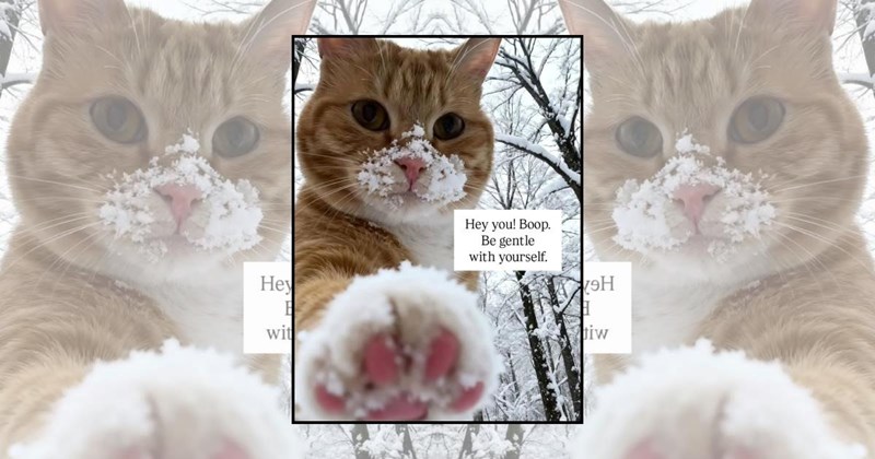 wholesome cats adorable cats cat pictures cute cats funny cats Cats Cats - 46118149
