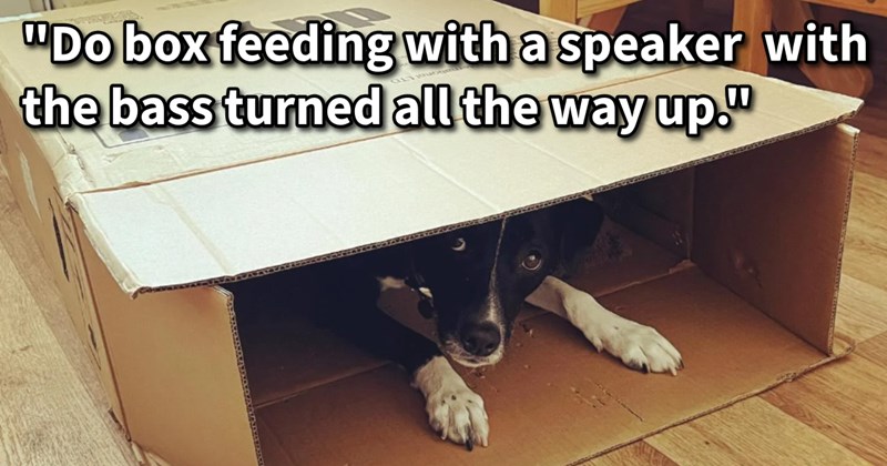 Desensitizing Your Dog: 13 Tips Proposed by Pawrents Emotionally Prepaw Your Pupper Deal Loud Noises | thumbnail includes one image which shows a black and white dog hiding in a box ‘“Do box feeding with a speaker with the bass turned all the way up.”’