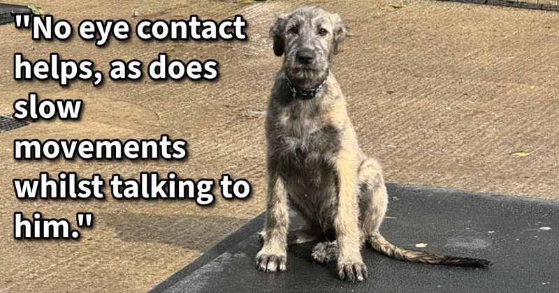 15 Tips Trap Timid Stray Dog Who Needs Your Help Home | thumbnail includes one image which shows a dirty white dog sitting on floor ‘“No eye contact helps, as does slow movements while talking to him.”’ 