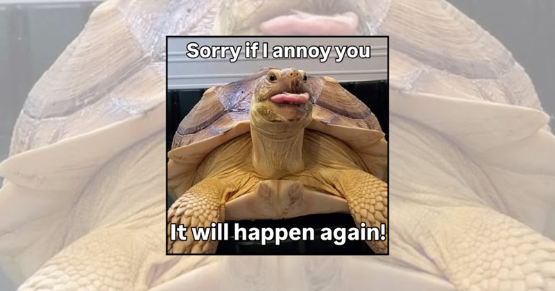 Animals animal humor reptile memes turtle memes turtles wholesome animals turtle lovers wholesome memes funny animals slow and steady - 46119941