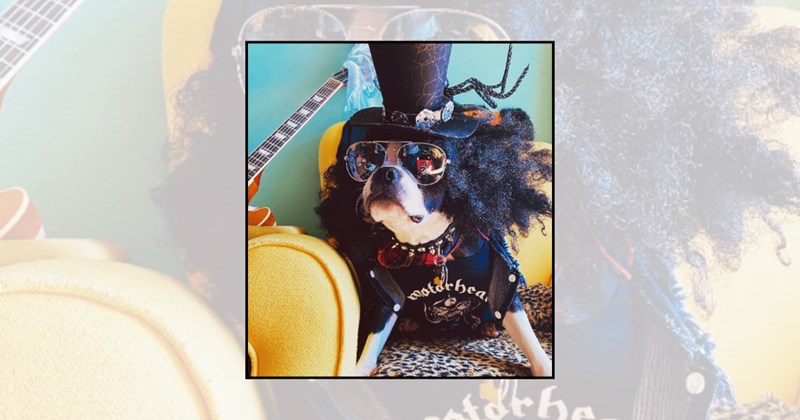Doggos pupstars cute dogs dog outfits music icons dog costumes celebrity dogs funny dogs rockstar dogs dogs wearing sunglasses dogs with guitars - 46123269