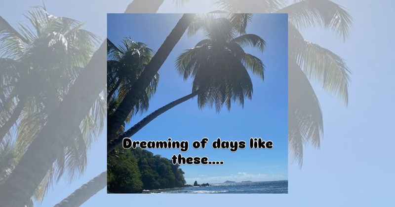 nature palm trees relaxing hot summer beach Memes summer vacation the beach vacation Lifestyle - 46123781