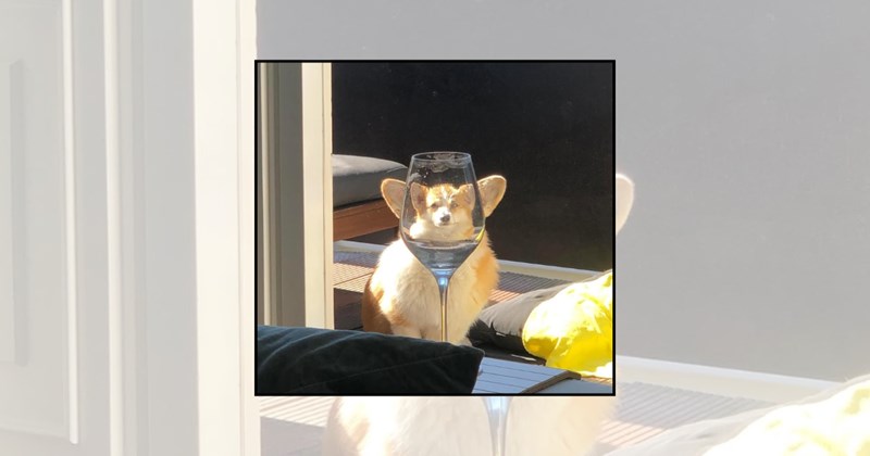cute dogs funny animal pictures goofy dogs dog pictures dog faces boopable noses doggos funny dogs dogs behind glass distorted dog faces Doggos - 46124293