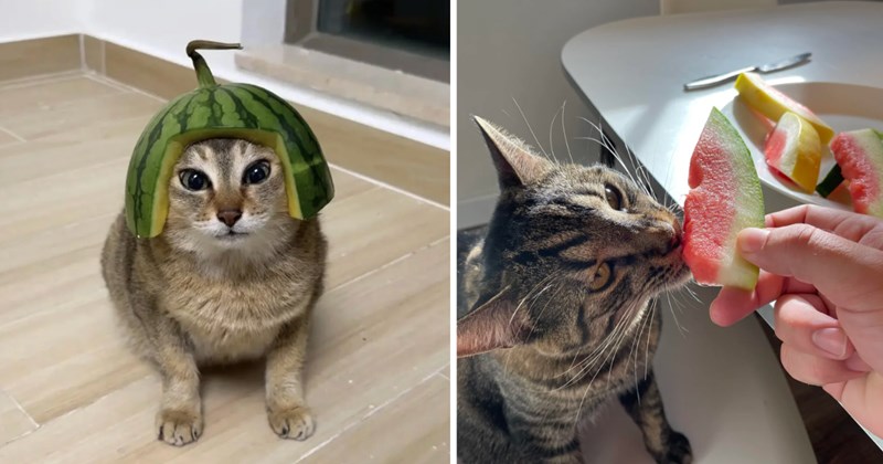 27 cat pictures | thumbnail includes two pictures of cats 