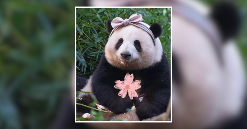 wholesome panda panda bear cute wholesome animals animals Animals - 46127365