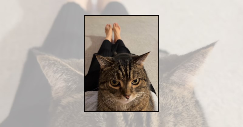 feline affection velcro cats cat pictures affectionate cats cute cats funny cats cat parents clingy cats personal space Cats cats on laptops Cats - 46133509
