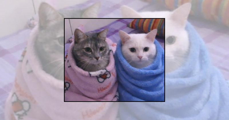 cozy cats comfy cats Cats cuddly cats sleepy cats cute cats heartwarming cats adorable cats smol cats funny cats - 46134277