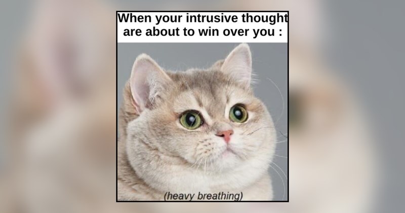 27 cat memes | thumbnail includes one meme and one picture of text including 'When your intrusive thought are about to win over you : (heavy breathing)' 
