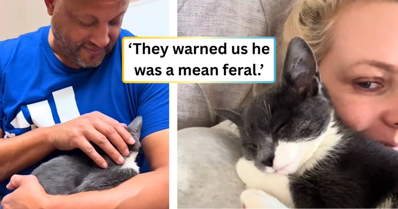 14 cat and text pictures, 2 cat and person pictures, 6 text pictures, 1 video | thumbnail incluides two pictures of a person holding a cat, and ‘They warned us he was a mean feral.’