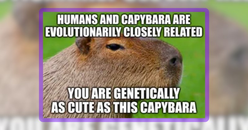 25 animal memes | thumbnail includes one meme including 'HUMANS AND CAPYBARA ARE EVOLUTIONARILY CLOSELY RELATED YOU ARE GENETICALLY AS CUTE AS THIS CAPYBARA'
