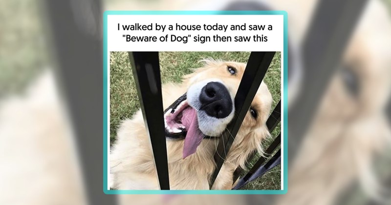 28 dog memes | thumbnail includes one meme including 'I walked by a house today and saw a "Beware of Dog" sign then saw this'