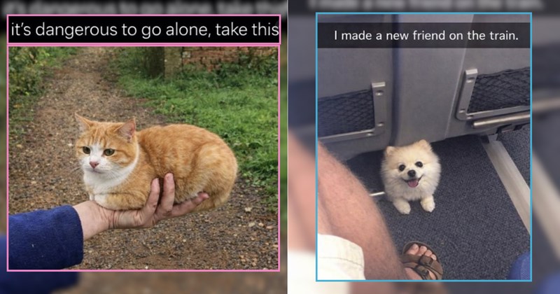 30 Cozy Cats and Cuddly Canines for a Comforting Scroll