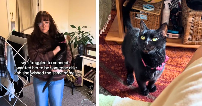 15 cat and people and text pictures, 1 cat picture, 1 video | thumbnail includes one picture of a person and cat including 'we struggled to connect. I wanted her to be someone else and she wished the same of me.', and one cat picture