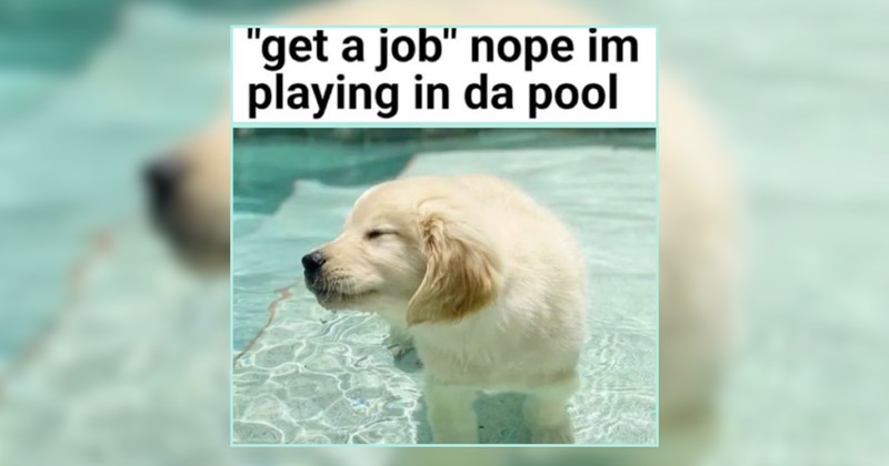 28 Tail Waggin' Dog Memes for a Better Day