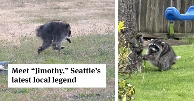 X thread, comments, and videos of Jimothy, the viral raccoon from Seattle | Thumbnail includes one picture of Jimothy including 'Source: Kiana Hall Meet "Jimothy," Seattle's latest local legend', and one picture of Jimothy outside