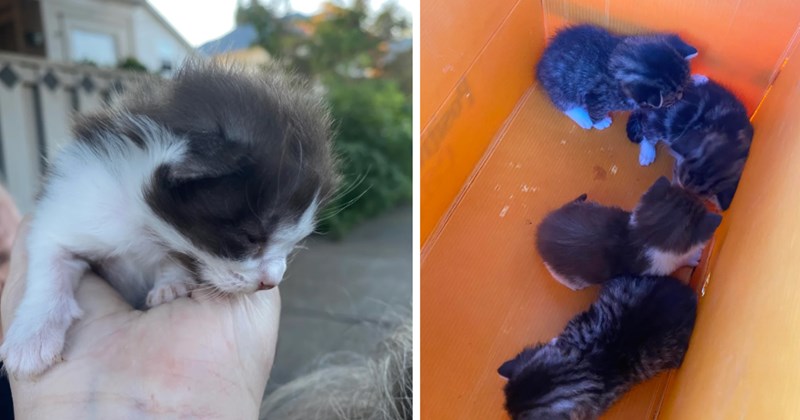 Portland family stops at nothing to rehome the 5 abandoned kittens they saved despite being at their rescue limit