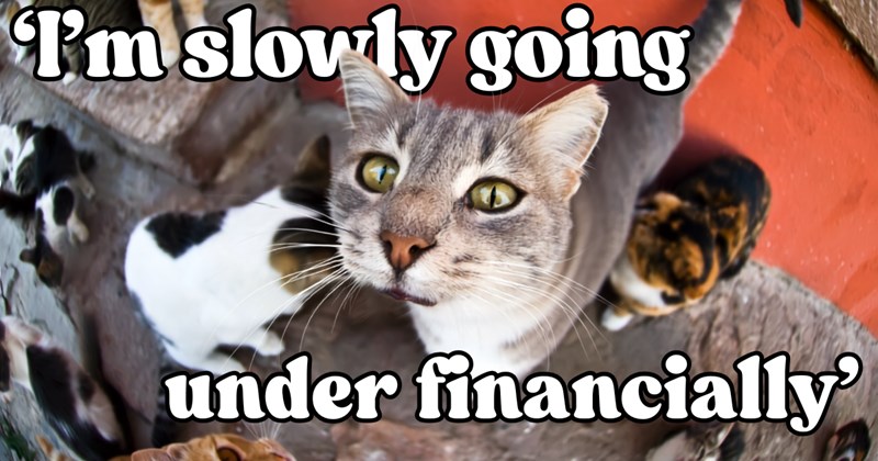 Story of overwhelmed cat rescuer | Thumbnail includes one picture of Neighborhood cats gathered for feeding time outside person's home including ''I'm slowly going under financially''