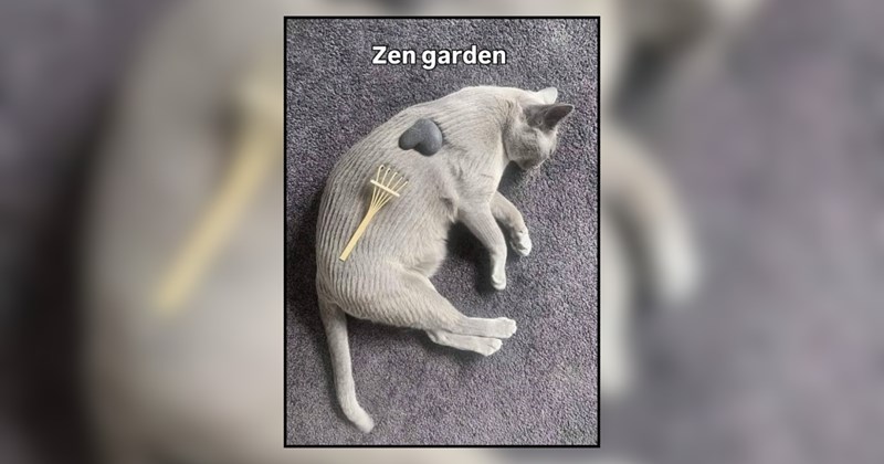 22 Happy Kitties Living in the Meowment