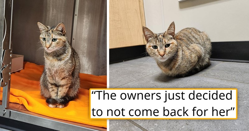 story about a cat who was abandoned by its owners at the vet's after being dropped off for a regular treamtment getting adopted again | thumbnail includes two pictures of a cute cat 'The owners just decided to not come back for her'
