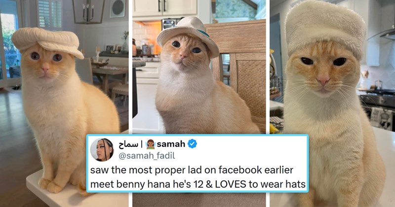 viral cat tweets from X | thumbnail includes three pictures of a cute cat wearing different hats and one tweet '| سماح samah @samah_fadil saw the most proper lad on facebook earlier meet benny hana he's 12 & LOVES to wear hats Last edited 2:26 AM Jul 18, 2026 1.9M Views 60 2.4K 21K ☐ 1.9K'