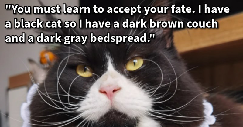 16 Helpful Feline Fur Hacks So You Won’t Be Furever Covered Cat | thumbnail includes one image which shows a black and white chonky cat close up with orange eyes ‘“You must learn to accept your fate. I have a black cat so I have a dark brown couch and a dark gray bedspread.”’