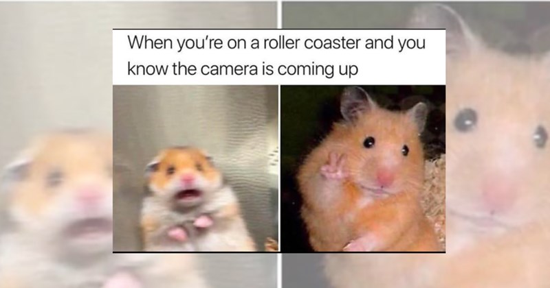Memes animal memes funny funny animals animals Animals pets funny pets funny memes hamsters rodents - 46147333