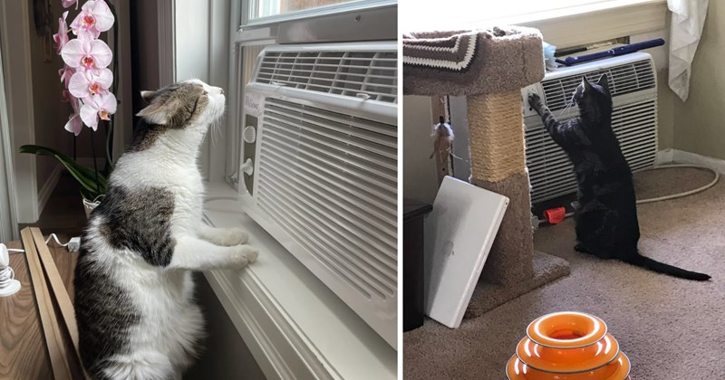 24 cat pictures | thumbnail includes two pictures of cats 