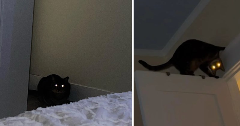 26 cat pictures | thumbnail includes two pictures of cats 